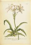 (BOTANICAL.) Trew, Christoph Jacob; and Ehret, Georg Dionysius. Seven of the finest engravings from Plantae Selectae,